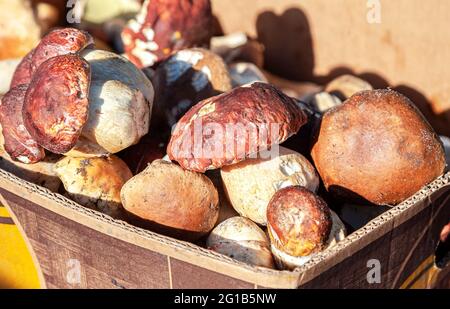 Champignons porcini frais (boletus edulis) dans les boîtes du marché agricole local Banque D'Images