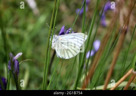 Papillon blanc à motif vert Banque D'Images