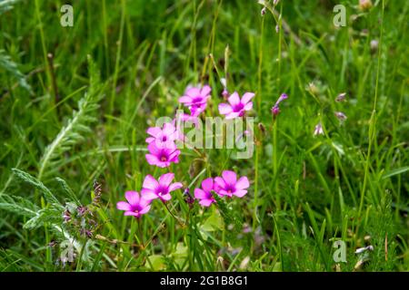 Fleurs ouvertes de l'ostrére rose, Oxalis articulata, en croissance sauvage. Banque D'Images