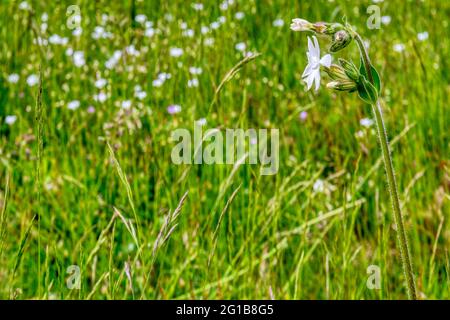 campion de vessie, Silene vulgaris, croissance sauvage dans un pré. Banque D'Images