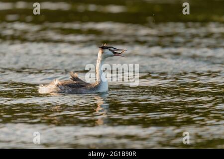 Grand Grebe à crête avalant un poisson Banque D'Images