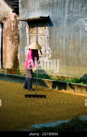 Tôt le matin, dans un village du Vietnam, une dame ramasse le grain dans son arrière-cour. Vietnam. 2005. Banque D'Images