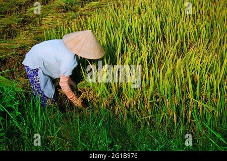 Une femme a tendance aux récoltes dans le champ de paddy. La sérénité de la scène est en dessous du crail révolutionnaire qui va dans la culture du paddy. Vietnam. 2005. Banque D'Images