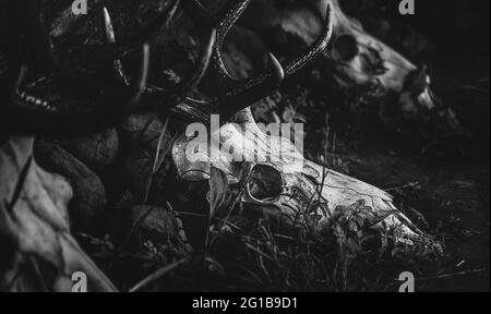 Crâne de cerf noir et blanc sombre et monochrome allongé sur un pré en gros plan. Le crâne et les bois d'un cerf reposent dans l'herbe. Banque D'Images