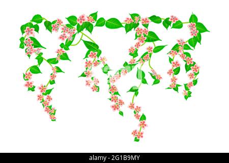 Branches grimpant rose fleur avec feuilles et bourgeons isolés sur fond blanc.décor pour façades de balcon, clôture ou mur.Illustration vectorielle de stock Illustration de Vecteur