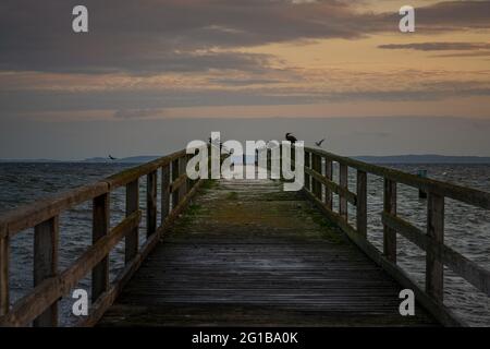 Oiseaux de mer sur l'ancienne jetée de Sassnitz, Mecklembourg-Poméranie occidentale, Allemagne Banque D'Images