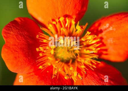 Geum coccineum 'Queen of Orange' gros plan en fleurs été Royaume-Uni Banque D'Images