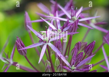 Allium christophii, star de Persia plante floraison en été UK Banque D'Images