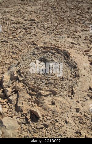 Base d'un nodule calcaire, ses lignes encerclées montrent comment il a évolué autour d'un grain calcaire, Mt. Kippa, Meyshar, désert du Néguev Banque D'Images