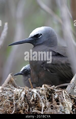 Black Noddy (Anous minutus minutus) gros plan de l'adulte et poussin sur le nid Lady Eliot Island, Queensland, Australie Février Banque D'Images
