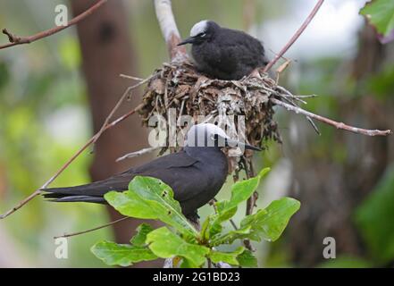 Black Noddy (Anous minutus minutus) adulte perché sur une branche avec poussin sur le nid derrière l'île Lady Eliot, Queensland, Australie Février Banque D'Images