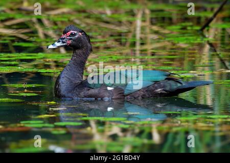 Canard musqué - Cairina moschata, également canard de Barbarie, gros canard noir originaire du Mexique et de l'Amérique centrale et du Sud, se trouve également en Nouvelle-Zélande, en Australie Banque D'Images