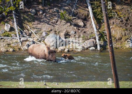 Un bison maternel protège son veau en difficulté du courant de la rivière en traversant la rivière Madison, dans le parc national de Yellowstone, aux États-Unis Banque D'Images