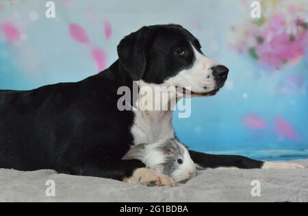 Chien, lapin et cobaye reposent ensemble sur une couverture Banque D'Images