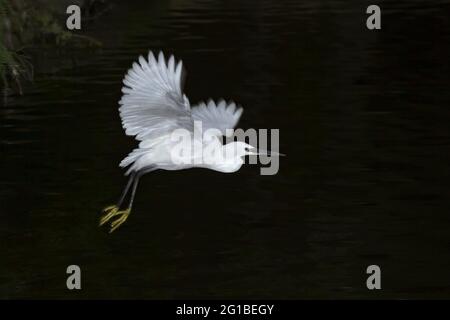 Aigrette blanche sauvage avec ailes étalées volant au-dessus d'un étang calme dans un habitat naturel Banque D'Images