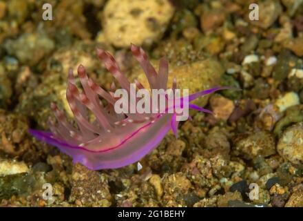 Mollusque nudibranche translucide rose clair avec tentacules rampant sur le récif de corail dans l'eau de mer profonde Banque D'Images
