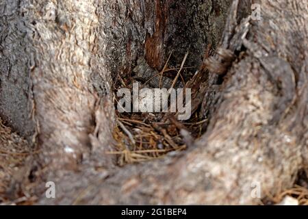 Oeuf de Sterne bridée (Onychopirion anaethanetus anaetpetus) en nid à la base de l'arbre Lady Eliot Island, Queensland, Australie Février Banque D'Images