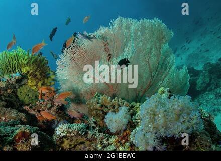 École de petits poissons nageant sous l'eau pure de l'océan avec des récifs de corail sur le fond Banque D'Images