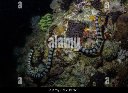 Serpent de mer avec ornement rayé sur le corps rampant sur les récifs de corail rugueux dans l'aqua Banque D'Images