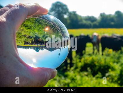 Un champ avec des vaches est vu inversé dans une boule de verre. Banque D'Images