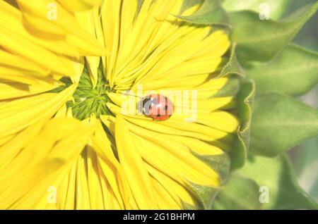 Insecte coccinelle marchant sur le pétale de tournesol. Photo d'été lumineuse. Banque D'Images