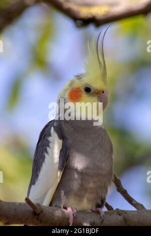 Nymphicus hollandicus, un oiseau de la famille des cafatoos assis sur une branche dans la nature Banque D'Images