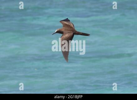 Brown Noddy (Anous stolidus pileatus) adulte en vol au-dessus de la mer Lady Eliot Island, Queensland, Australie Février Banque D'Images
