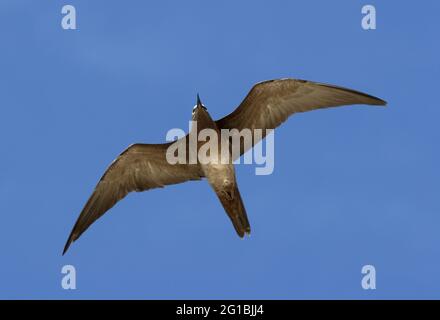 Brown Noddy (Anous stolidus pileatus) adulte en vol depuis le bas de l'île Lady Eliot, Queensland, Australie Février Banque D'Images