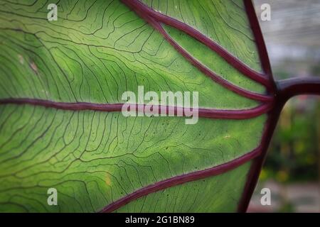 Les fines veines d'une feuille de taro colecosia Banque D'Images