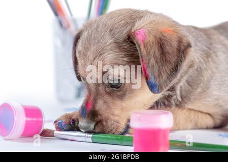 mongrel puppy gèle un pinceau sur fond blanc Banque D'Images