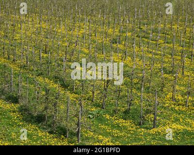 Plantation de pommiers, arbres en rangées, sur le sol un pré avec des pissenlits fleuris, vue en diagonale depuis le dessus Banque D'Images