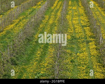 Plantation de pommiers, arbres en rangées, sur le sol un pré avec des pissenlits fleuris, avec des voies dans le pré Banque D'Images