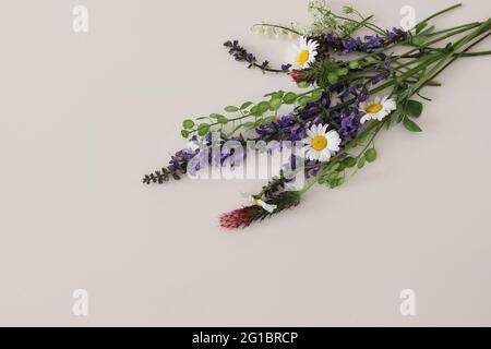 Bouquet de fleurs sauvages de prairie isolées sur fond de table beige. Cadre décoratif, bannière fleurie. Trèfle de rimson en fleurs, Marguerite d'oxygéné blanche, sauge Banque D'Images