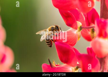 Gros plan d'une abeille collectant du nectar sur une fleur de lupin dans un jardin Banque D'Images