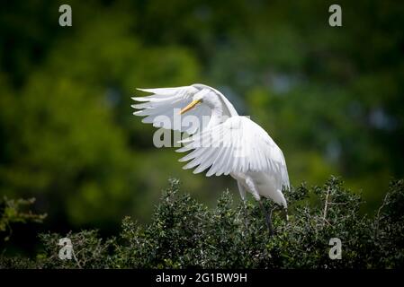Great Egret à High Island, Texas Banque D'Images