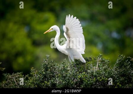 Great Egret à High Island, Texas Banque D'Images