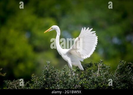 Great Egret à High Island, Texas Banque D'Images