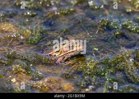 La grenouille léopard est un animal originaire de l'Amérique du Nord. C'est l'État amphibien du Minnesota et du Vermont. Banque D'Images