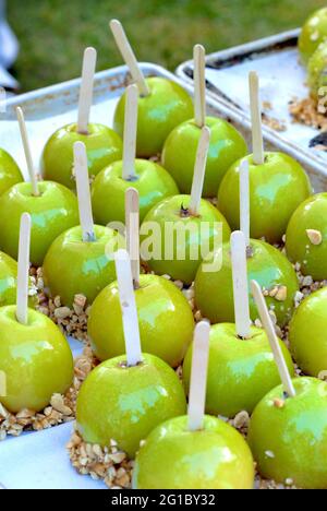 Groupe de pommes confites avec sauce caramel et noix hachées sur un plateau avec des bâtonnets de popsicle collés dans chacun d'eux. Banque D'Images