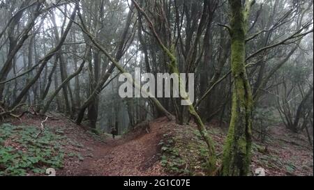 Magnifique sentier de randonnée dans les forêts protégées de Laurier à foggy dans les montagnes Teno sur l'île de Tenerife, les îles Canaries, Espagne. Banque D'Images