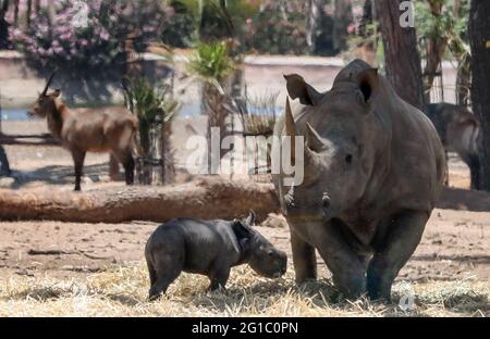 (210607) -- RAMAT GAN, 7 juin 2021 (Xinhua) -- UN bébé rhinocéros nouveau-né est vu avec sa mère au zoo du parc de safari de Ramat Gan dans la ville israélienne centrale de Ramat Gan le 6 juin 2021. (Gideon Markowicz/JINI via Xinhua) Banque D'Images