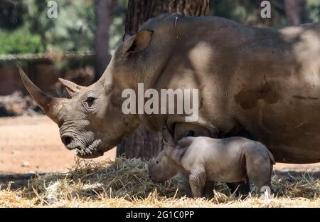 (210607) -- RAMAT GAN, 7 juin 2021 (Xinhua) -- UN bébé rhinocéros nouveau-né est vu avec sa mère au zoo du parc de safari de Ramat Gan dans la ville israélienne centrale de Ramat Gan le 6 juin 2021. (Gideon Markowicz/JINI via Xinhua) Banque D'Images