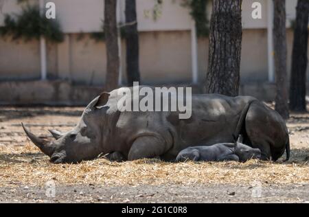 (210607) -- RAMAT GAN, 7 juin 2021 (Xinhua) -- UN bébé rhinocéros nouveau-né est vu avec sa mère au zoo du parc de safari de Ramat Gan dans la ville israélienne centrale de Ramat Gan le 6 juin 2021. (Gideon Markowicz/JINI via Xinhua) Banque D'Images