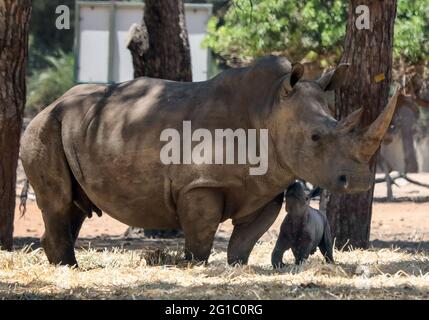 (210607) -- RAMAT GAN, 7 juin 2021 (Xinhua) -- UN bébé rhinocéros nouveau-né est vu avec sa mère au zoo du parc de safari de Ramat Gan dans la ville israélienne centrale de Ramat Gan le 6 juin 2021. (Gideon Markowicz/JINI via Xinhua) Banque D'Images