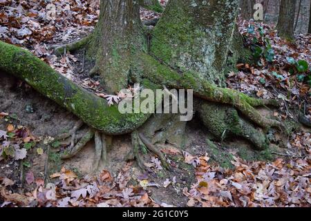 Racines d'arbres entrelacées sur Appalachian Trail en Géorgie Banque D'Images