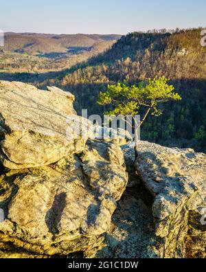 Un arbre isolé qui pousse sur les rochers au point de vue d'Eagle Nest aux Pinnacles à Berea, Kentucky Banque D'Images
