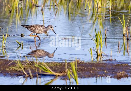 Les petits Yellowlegs (Trisga flavipes) se déladent à Panama Flats, Victoria, C.-B., Canada Banque D'Images