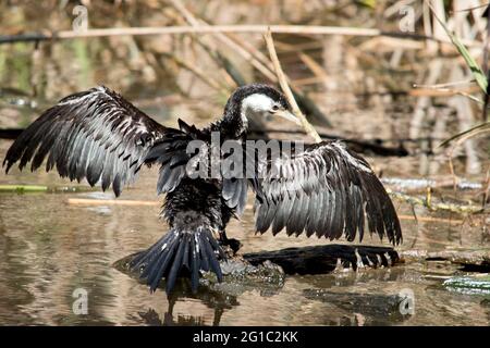 Le Cormorant à pied est un grand oiseau noir et blanc avec une longue, grise, crochetée et des pattes et des pieds noirs Banque D'Images