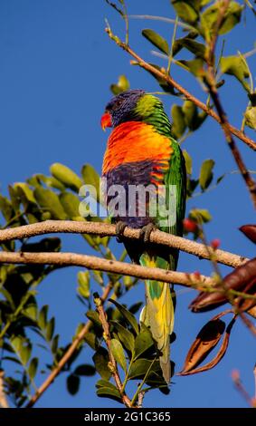 Lorikeet arc-en-ciel, trichoglossus moluccanus, perchée dans un arbre perroquet (goélette brachypetala, arbre fuchsia) dans le jardin, Queensland, Australie. Banque D'Images