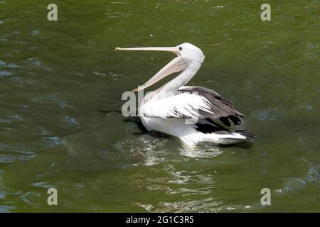 le pélican est un oiseau de mer noir et blanc avec un bec rose qu'il nage dans le lac Banque D'Images